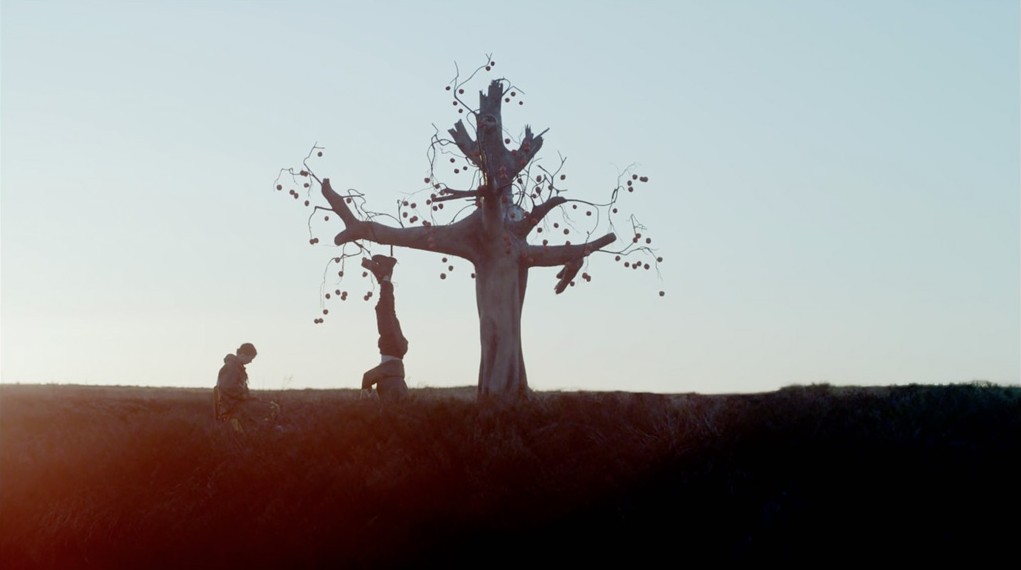 The Most Inspirational Cinematography - The Tree
