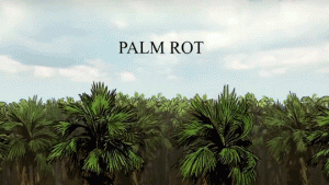 Palm Rot | Featured Short Film