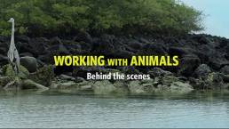 Daily Short Picks | Working With Animals