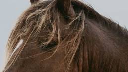 Stronghold of Resistance: Sable Island & Her Legendary Horses || Daily Short Picks