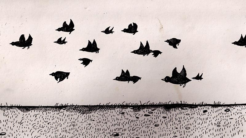 There's Too Many of These Crows // Daily Short Picks