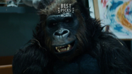 Gorilla Wants Banana | Best Picks of The Month