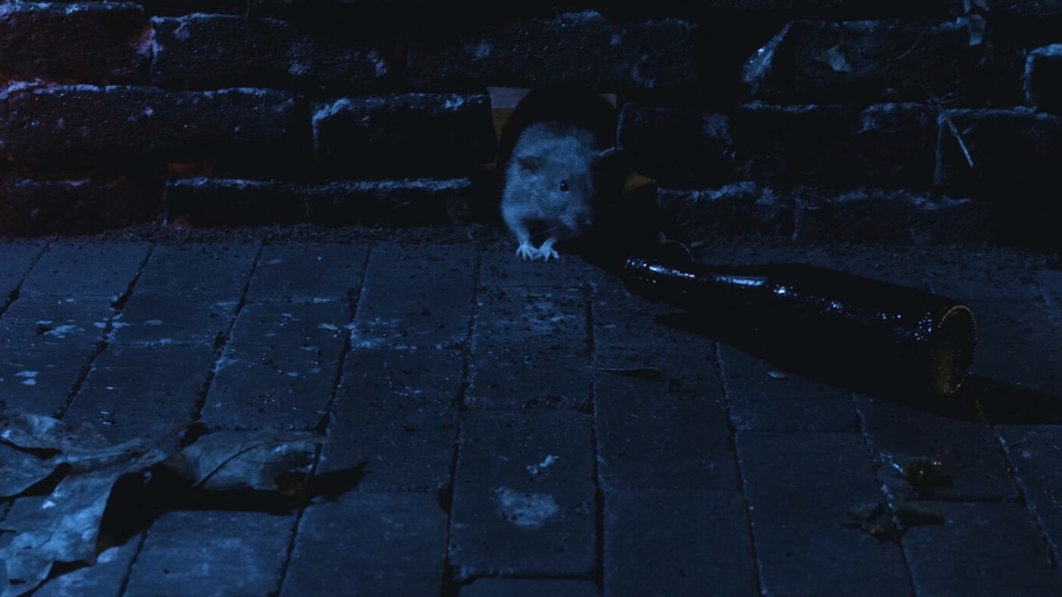 Nightlife – New Perspectives on City Wildlife